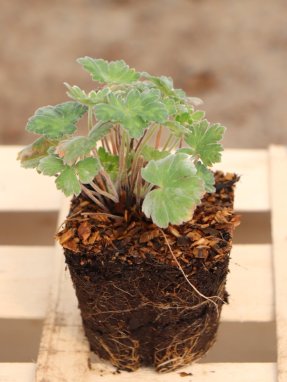 Geranium ´Coombland White´ Kakost 'Coombland White' Nelen pro zelen sazenice QP