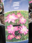 Clematis 'Asao' Plamének 'Asao' Nelen pro zelen etiketa