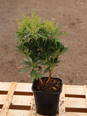 Pieris japonica 'Sarabande' Pieris japonský 'Sarabande' Nelen pro zelen ko 1,3L