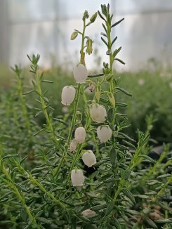 Daboecia cantabrica 'Alberta White' Dabécie kantabrijská 'Alberta White' Nelen pro zelen květy Daboecia cantabrica 'Alberta White' Dabécie kantabrijská 'Alberta White' Nelen pro zelen květy