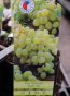 Vitis vinifera 'Talisman' Vinná réva 'Talisman' Nelen pro zelen etiketa