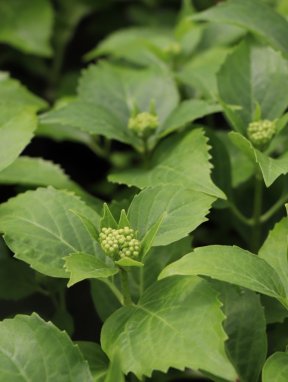 Hydrangea macrophylla ´Tovelit´ Hortenzie velkolistá 'Tovelit' Nelen pro zelen poupata