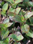 Hortenzie pilová Nelen pro zelen Hydrangea serrata list