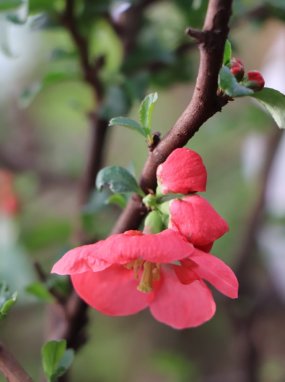 Chaenomeles x superba 'Texas Scarlet' Kdoulovec nádherný 'Texas Scarlet' Nelen pro zelen květ