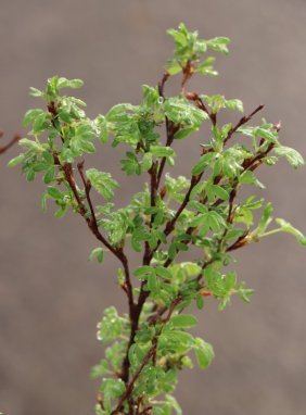 Potentilla fruticosa 'Red Ace' Mochna křovitá 'Red Ace' Nelen pro zelen detail listů