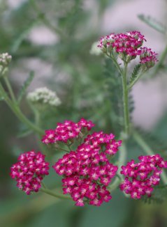 Achillea millefolium 'Cassic' Řebříček obecný 'Cassic' Nelen pro zelen květ Achillea millefolium 'Cassic' Řebříček obecný 'Cassic' Nelen pro zelen květ