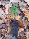 Borovice blatka Nelen pro zelen Pinus uncinata rostlina