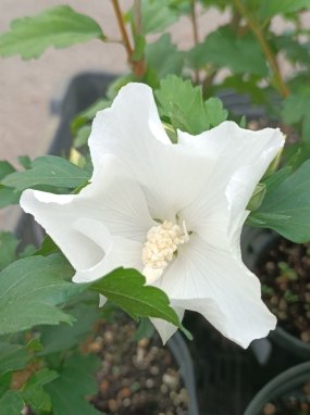 Hibiscus syriacus 'Eleonore´® Ibišek syrský 'Eleonore' ® Nelen pro zelen květ