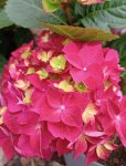 Hortenzie velkolistá 'Magical Red' Nelen pro zelen Hydrangea macrophylla 'Magical Red' květ