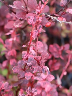 Berberis thunbergii 'Harlequin'Dřišťál Thunbergův 'Harlequin' Nelen pro zelen detail