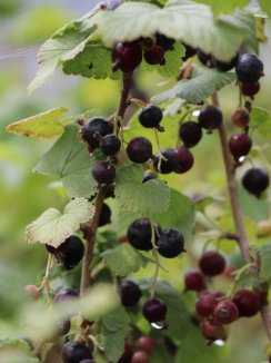 Ribes nigra 'Tsema' Rybíz černý 'Tsema' Nelen pro zelen plody Ribes nigra 'Tsema' Rybíz černý 'Tsema' Nelen pro zelen plody