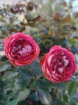 Rosa 'Pompeji' Růže 'Pompeji' Nelen pro zelen květy