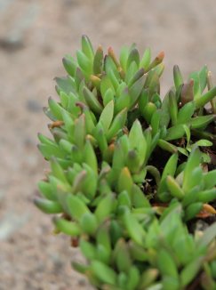 Delosperma nubigenum 'Lesotho' Kosmatec 'Lesotho' Nelen pro zelen detail Delosperma nubigenum 'Lesotho' Kosmatec 'Lesotho' Nelen pro zelen detail