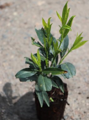Bobkovišeň lékařská 'Herbegii' Nelen pro zelen Prunus laurocerasus 'Herbegii' rostlina
