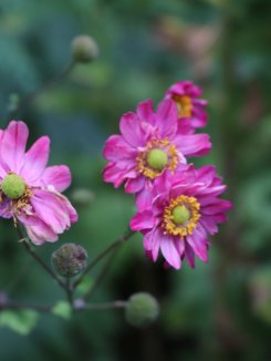 Anemone japonica 'Bressingham Glow' Sasanka 'Bressingham Glow' Nelen pro zelen květ Anemone japonica 'Bressingham Glow' Sasanka 'Bressingham Glow' Nelen pro zelen květ