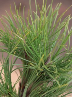 Pinus nigra 'Wurstle´ Borovice černá 'Wurstle' Nelen pro zelen detail Pinus nigra 'Wurstle´ Borovice černá 'Wurstle' Nelen pro zelen detail