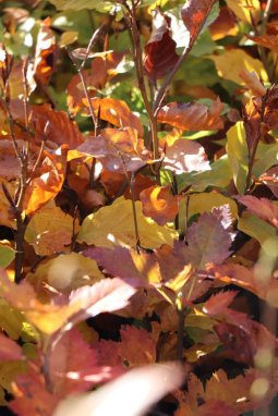 Buk lesní Nelen pro zelen Fagus sylvatica podzimní list