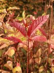 Prunus padus Střemcha obecná Nelen pro zelen podzimní zbarvení listů