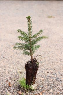 Picea orientalis Smrk východní Nelen pro zelen sazenice Picea orientalis Smrk východní Nelen pro zelen sazenice