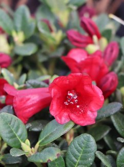 Rhododendron repens ´Carmen´ Rododedron 'Carmen' Nelen pro zelen květ Rhododendron repens ´Carmen´ Rododedron 'Carmen' Nelen pro zelen květ