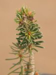 Abies cephalonica 'Meyer's Dwarf' Jedle řecká 'Meyer's Dwarf' Nelen pro zelen detail