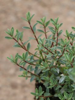 Hebe glaucophylla Hebe šedolisté Nelen pro zelen detail Hebe glaucophylla Hebe šedolisté Nelen pro zelen detail