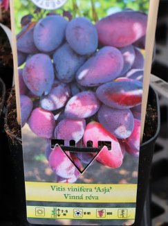 Vitis vinifera 'Asja' Vinná réva 'Asja' Nelen pro zelen etiketa Vitis vinifera 'Asja' Vinná réva 'Asja' Nelen pro zelen etiketa
