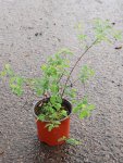 Spiraea x van houttei Tavolník van Houtteův Nelen pro zelen kontej 1L