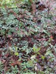 Nandina domestica 'Summer Sunset'® Nandina domácí 'Summer Sunset' ® Nelen pro zelen nové přírůstky