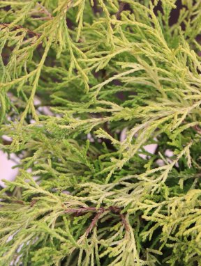 Chamaecyparis pisifera 'Sungold´ Cypřišek hrachonosný 'Sungold' Nelen pro zelen detail
