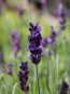 Lavandula angustifolia 'Hidcote Blue' Levandule lékařská 'Hidcote Blue' Nelen pro zelen detail květu