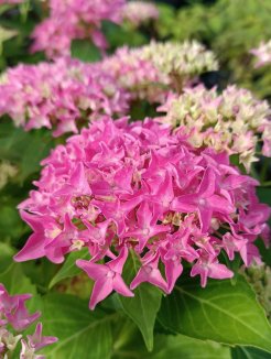Hydrangea macrophylla ´Tovelit´ Hortenzie velkolistá 'Tovelit' Nelen pro zelen květ Hydrangea macrophylla ´Tovelit´ Hortenzie velkolistá 'Tovelit' Nelen pro zelen květ