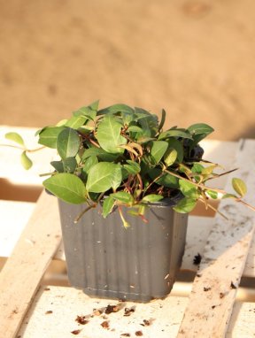 Vinca minor 'Atropurpurea´ Barvínek menší 'Atropurpurea' Nelen pro zelen sazenice h9x9