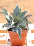 Mangave ´Silver Fox´ Mangave 'Silver Fox' Nelen pro zelen sazenice kontej