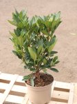 Rhododendron ´Graal Müritz´ Rododendron 'Graal Müritz' Nelen pro zelen kontej 2L