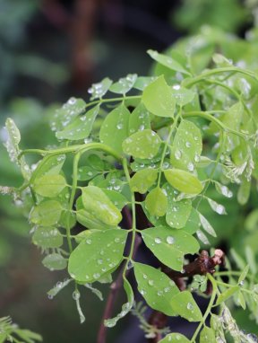 Robinia pseudoacacia ´Twisty Baby´® Trnovník akát 'Twisty Baby' ® Nelen pro zelen listy