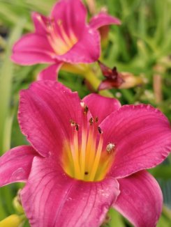 Denivka Nelen pro zelen Hemerocallis květ