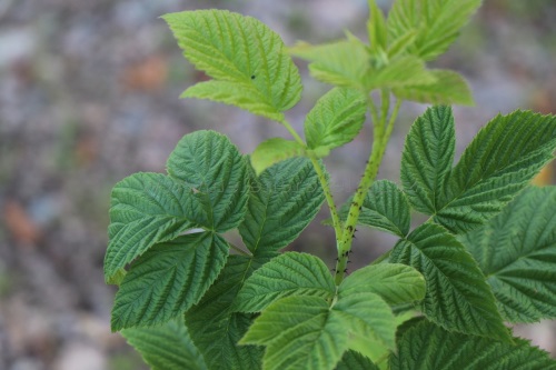 Maliník Nelen pro zelen Rubus idaeus list