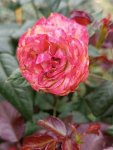 Rosa 'Pompeji' Růže 'Pompeji' Nelen pro zelen dokvétající květ