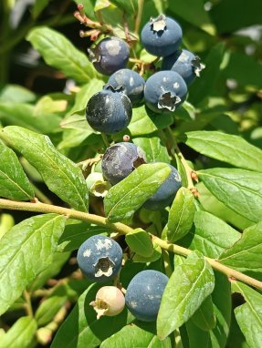 Vaccinium corymbosum 'Hortblue Petite' Kanadská borůvka 'Hortblue Petite' Nelen pro zelen plody