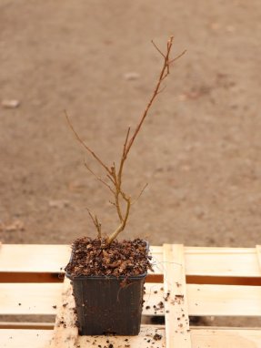 Lagerstroemia indica ´With Love® Virgin´ Lagerstroémie 'With Love® Virgin' Nelen pro zelen sazenice h9x9