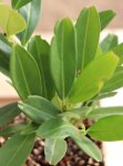Prunus laurocerasus 'Otto Luyken' Bobkovišeň lékařská 'Otto Luyken' Nelen pro zelen list