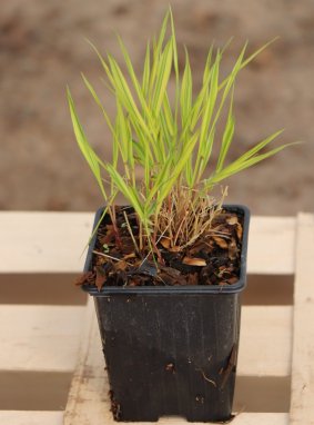 Hakonechlora macra 'Aureola´ Rákosovka velká 'Aureola' Nelen pro zelen rostlina h9x9