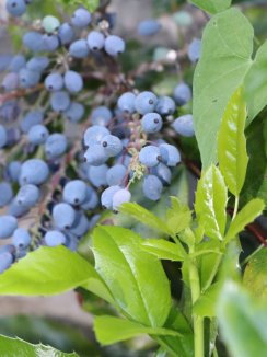 Mahonia aquifolium Mahónie cesmínolistá Nelen pro zelen plody a nové výhony Mahonia aquifolium Mahónie cesmínolistá Nelen pro zelen plody a nové výhony