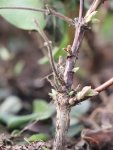 Lonicera japonica 'Chinensis´ Zimolez japonský 'Chinensis' Nelen pro zelen pupeny 
