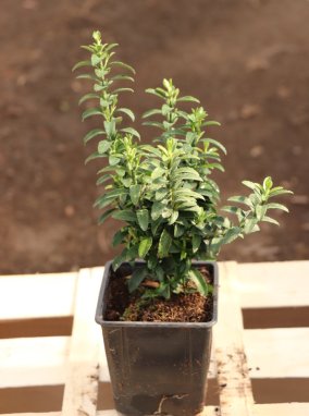 Euonymus japonicus 'Microphyllus´ Brslen japonský 'Microphyllus' Nelen pro zelen h9x9
