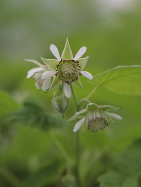 Rubus idaeus 'Autumn First' Maliník 'Autumn First' Nelen pro zelen květ