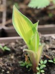 Hosta 'Orange Marmalade' Bohyška 'Orange Marmalade' Nelen pro zelen detail