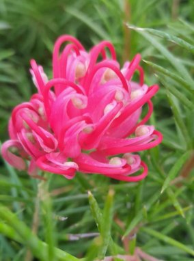 Grevillea juniperina Grevilea jalovcová Nelen pro zelen květ