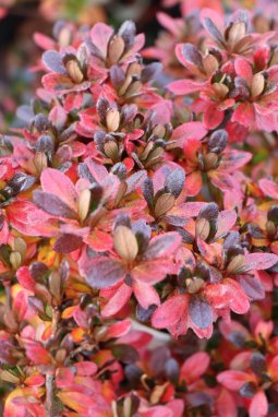 Azalka japonská Nelen pro zelen Azalea japonica podzimní list